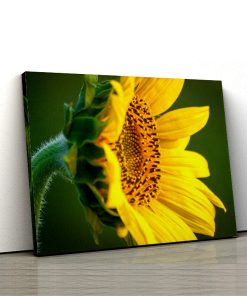 1 tablou canvas Tablou canvas Floral Floarea soarelui in asfintit